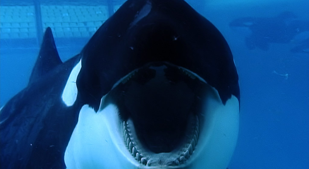 http://www.magpictures.com/blackfish/images/photos/photo_02.jpg